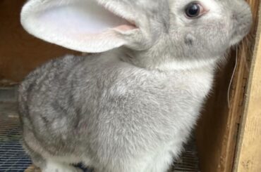 My baby Sterling at almost 3 Months