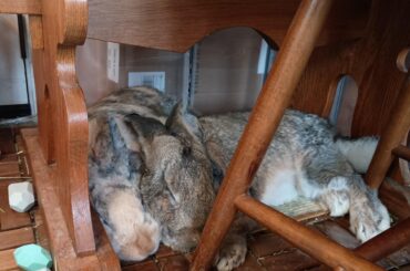 Afternoon nap under the table