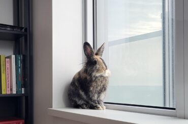 Surveying his kingdom