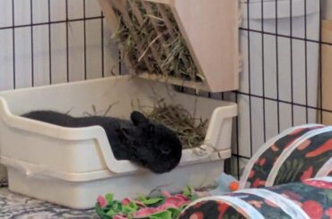 She got the itis after eating too much hay