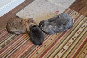 The council of Bun will decide your fate.
