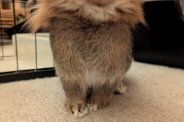 I am Lion see me roar...