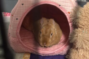 Free Roam Bun pooping and peeing everywhere suddenly