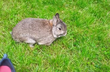 Netherland dwarf stubbornness