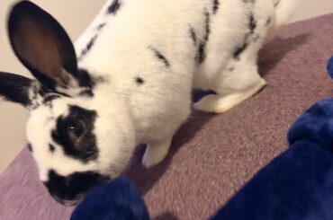 Life since we found him on the road last summer🩷🐾