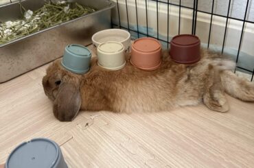 Meredith loves her toys