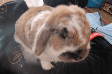 She loves to sit on my stomach