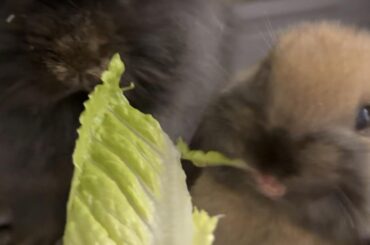 Pellets! Pellets! Pellets! (help)