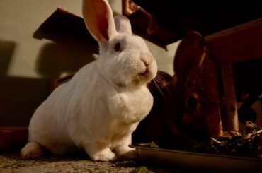 Good vibes needed - Van is getting surgery on Thursday to remove a golf ball sized abscess in her dewlap.