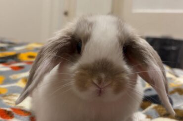 everyone meet Bentley!