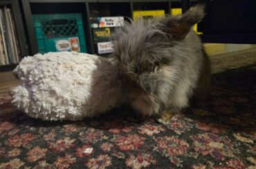 Elderly rabbit Curiosities!