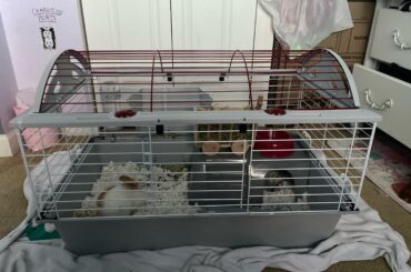 Need help with new bunny