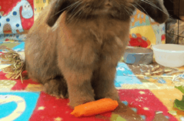 My first bunny Hershey