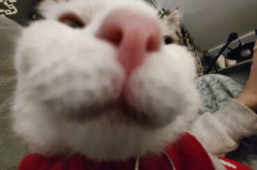 Advice for future bunny owner!