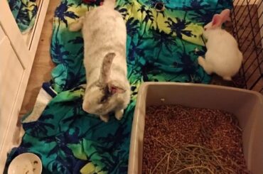 Meet Tilly and Mochi, two ladies finally learning the soft indoor life.