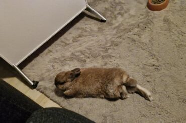 Molly's basking in the gentle warmth of the IR panel, making sure that every side of her is warm.