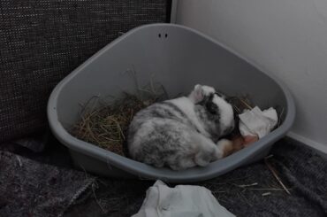 Sleeping on the toilet.