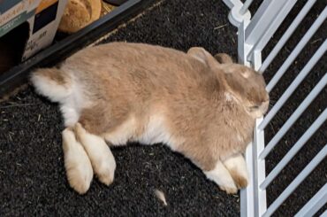 Chiropractors hate this S tier sleeping position.