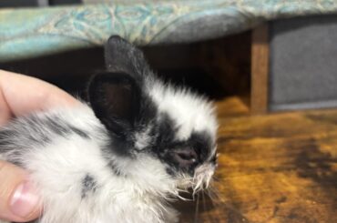 Hoppy Birthday/ rescue day to my Caesarina!