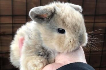 Just a tiny cloud disguised as a bunny.!!🎀🐇☁️