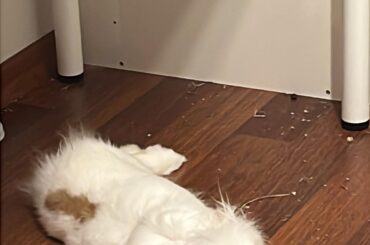 Company for my little man!