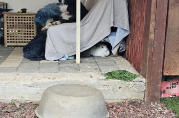 Kika and her private bodyguard.💪🐰