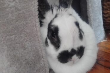 This is Jellybean's spot