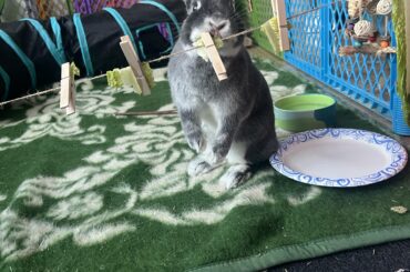 For the last month I have been looking for a friend for Augie, she’s 8 years old. Dennis passed away in the summer and he was about 5. The rescue I’m looking at is 9, am I setting myself up for heartbreak with a senior rabbit? He’s fixed and a good boy so I’m hopeful to bond them, Augie pic for tax