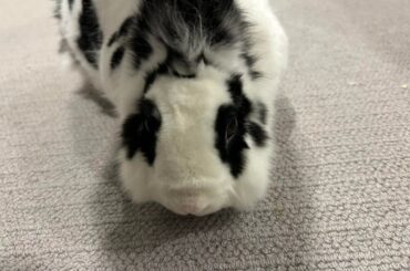 Very antisocial bunnies?