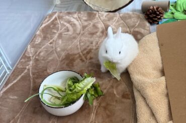 My new rabbit Fifi what breed is she?