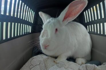 Pinklebun is in for his post-op check-up, wish him luck!