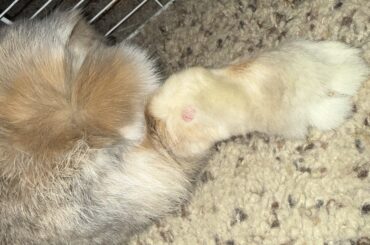 How to protect rabbit feet?