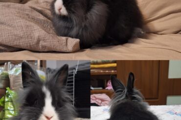 Single Mane or Double Mane?