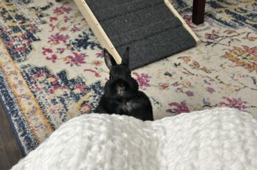 Miss Tiggles wants a treat