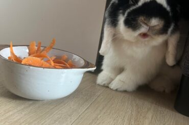 Dessert is ready 🥕