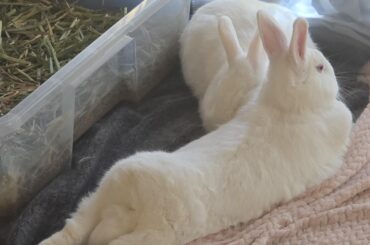 Behold! Peak Bunny physique!