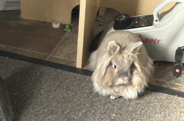 Bunny thumps when I floss.