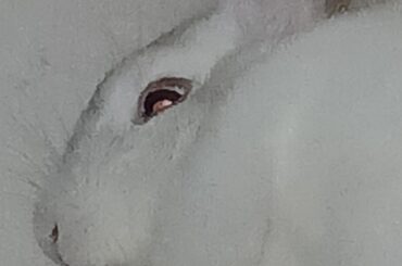 The face of someone who Chewed the refrigerator cord