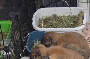 Added another water hole