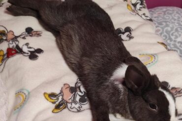 She looked so flat today 🐇