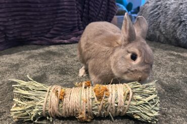 Hi Bun Parents! Need suggestions.