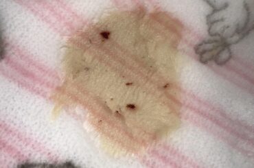 I found red dots in my bunny’s pee?