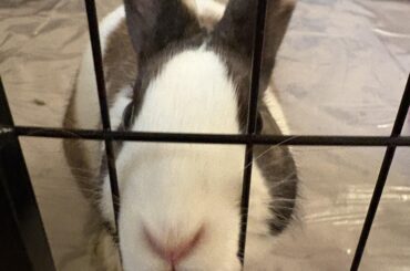 Litter box maintenance