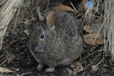 Zacatuche aka "Volcano Rabbit" featured on Wikipedia today!