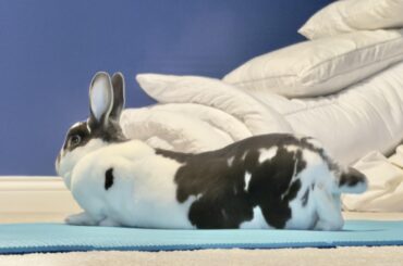 Downward facing bun ❤️