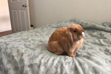 Stares until treat is given