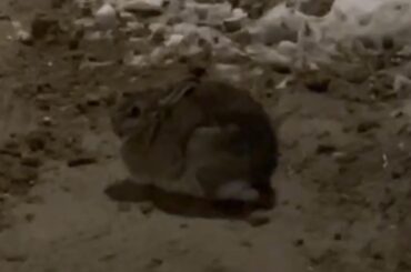 Domestic Bun or Chonky Wild Rabbit?