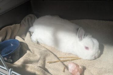 I need hope. Terrified it's snuffles.