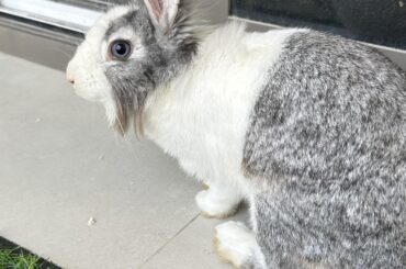curious on bunnies breed / mix