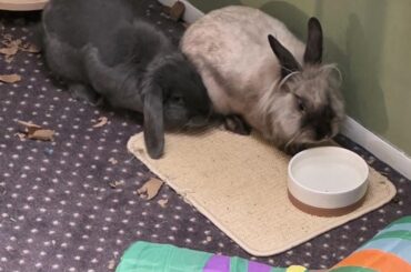 We never thought they'd bond...